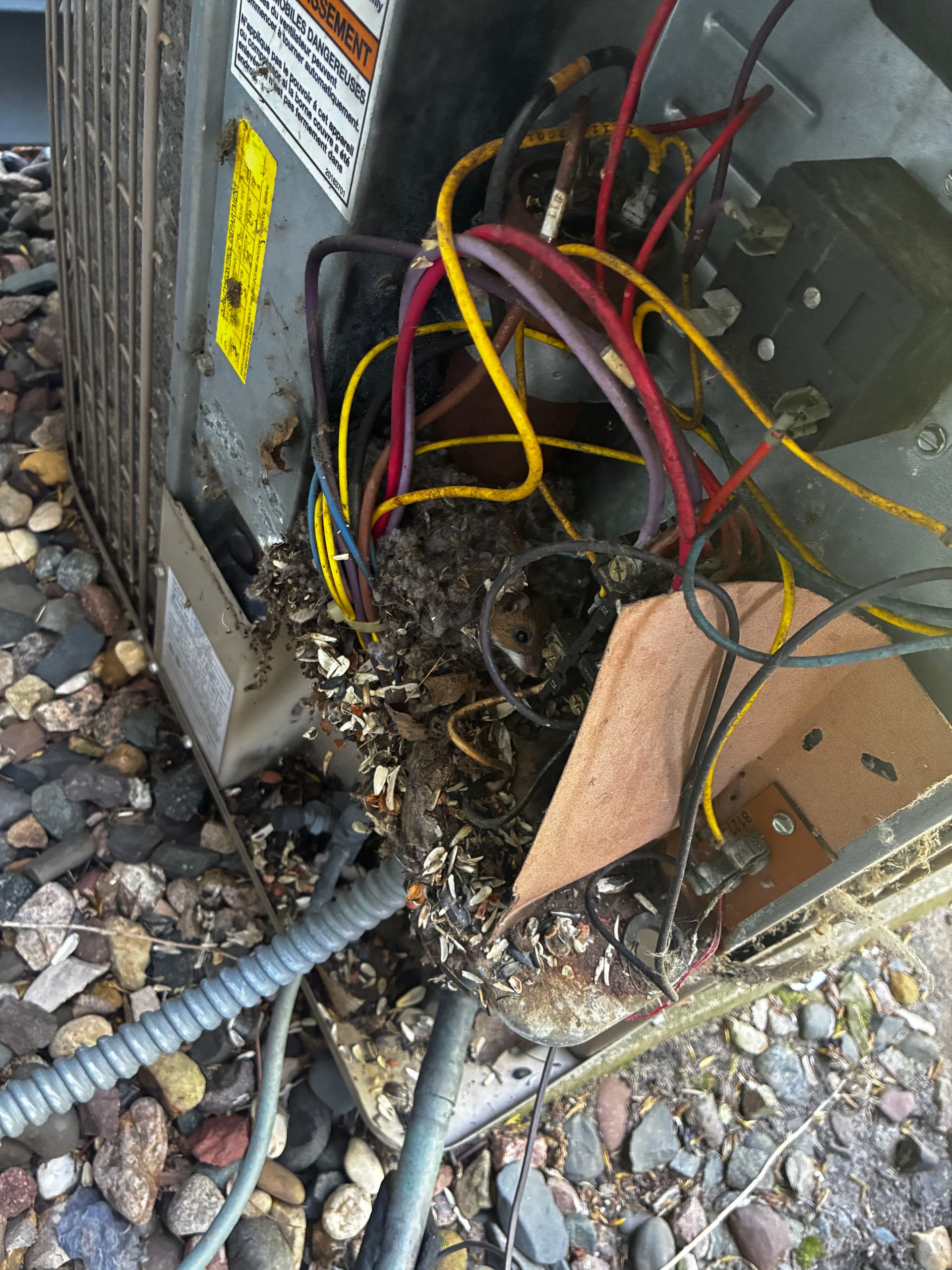 Mice Chewed Through AC Wiring Inside the Condenser image
